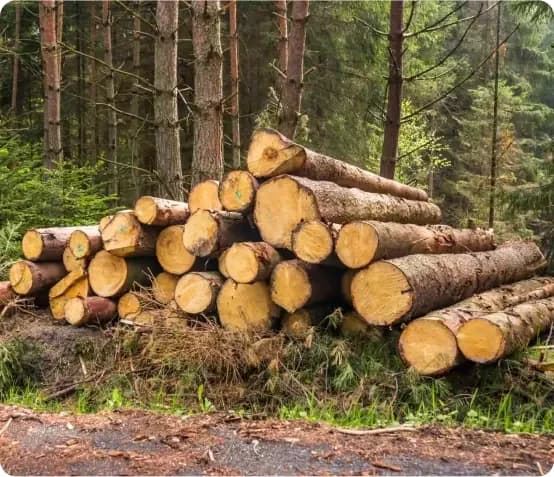 Timber